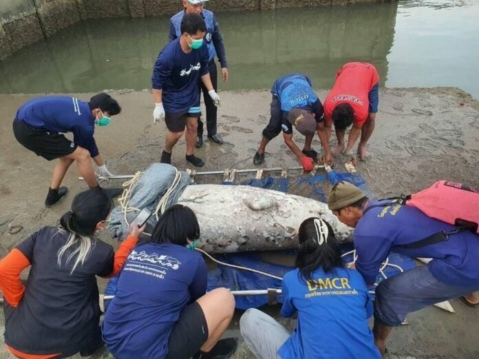 Villagers find beheaded dugong in Phuket, sparking marine safety concerns