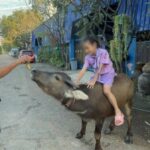Pathum Thani: Lost buffalo found after escape from slaughterhouse | Thaiger