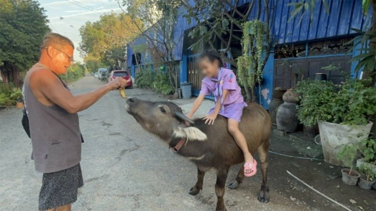 Pathum Thani: Lost buffalo found after escape from slaughterhouse