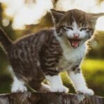 Bangkok mandates microchipping for pets under new law | Thaiger