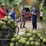 A 57 year old man dies while harvesting coconuts in sweltering heat | Thaiger