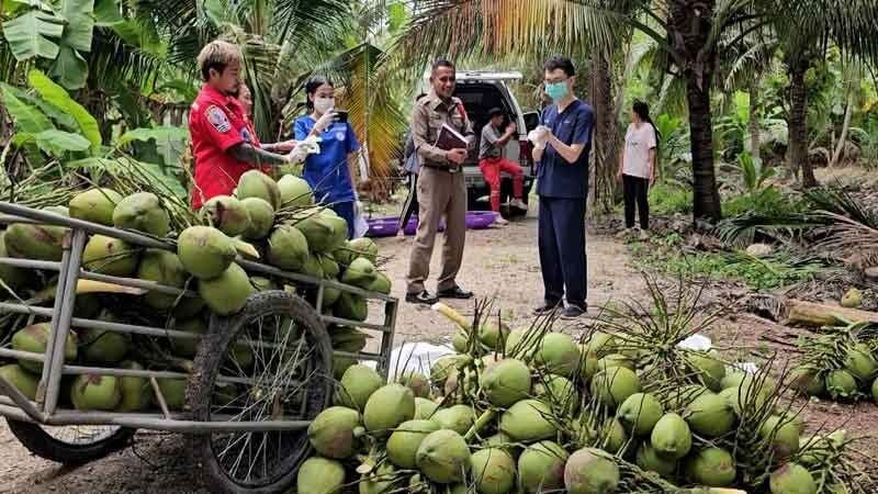 A 57 year old man dies while harvesting coconuts in sweltering heat