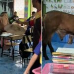 Udder chaos: Classroom turned into cow-motion in Kanchanaburi (video)