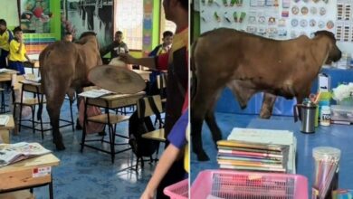 Udder chaos: Classroom turned into cow-motion in Kanchanaburi (video)