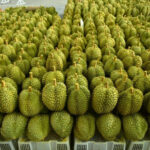 Thailand launches digital durian initiative to boost productivity | Thaiger