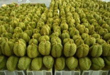 Thailand launches digital durian initiative to boost productivity