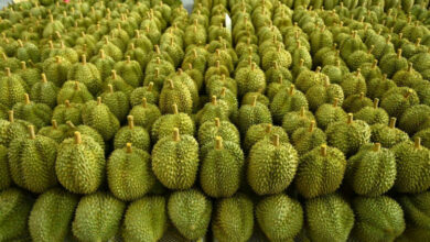 Thailand launches digital durian initiative to boost productivity