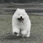 Loy Krathong tragedy: Pet dog dies from firework shock | Thaiger