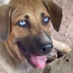 Blue-eyed puppy charms visitors at Central Thailand shrine (video) | Thaiger