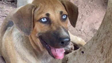 Blue-eyed puppy charms visitors at Central Thailand shrine (video)