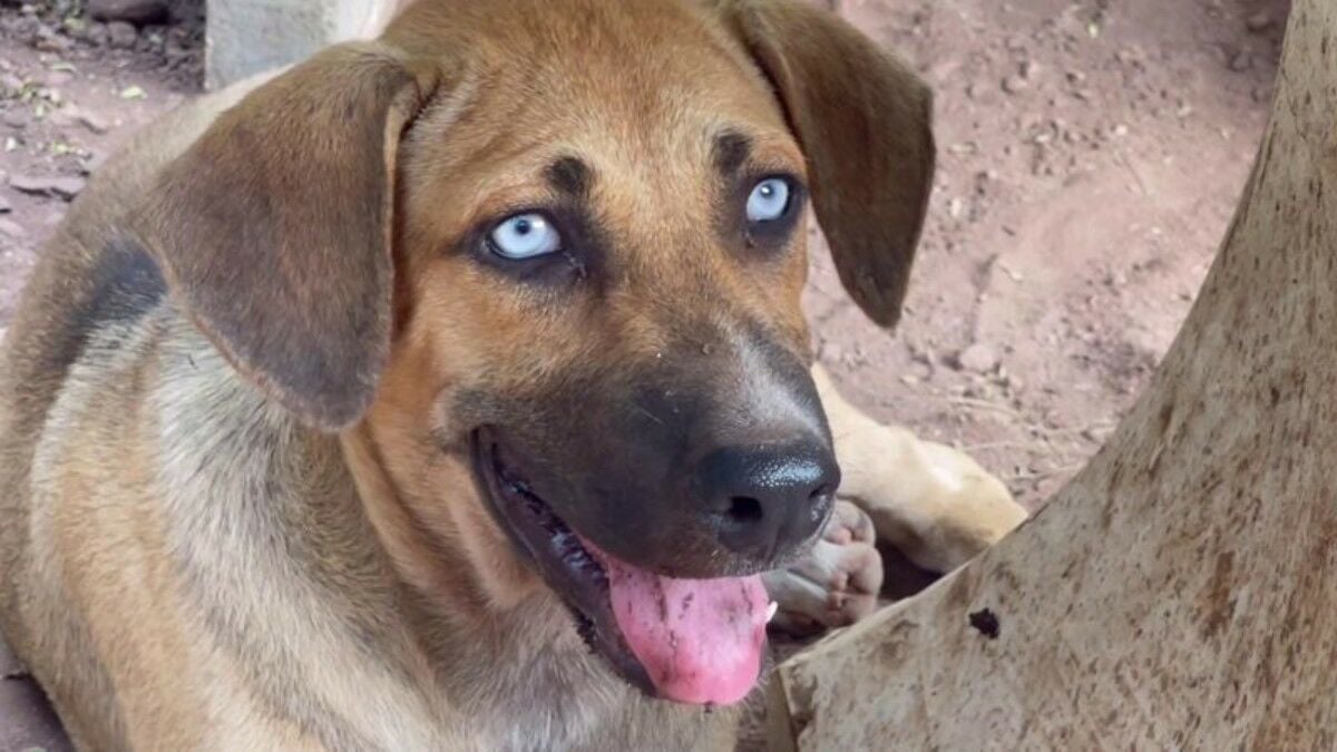 Blue-eyed puppy charms visitors at Central Thailand shrine (video)