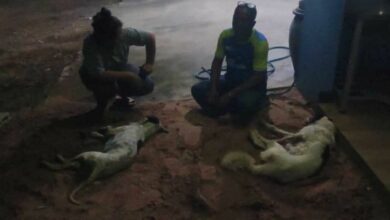 Pet dogs poisoned in Chon Buri sparks outcry over animal cruelty