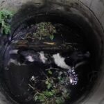 Doggy paddle: Brave dog&#8217;s pawsome escape from Buriram well | Thaiger