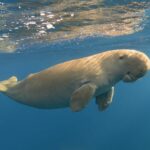 Dugong dilemma: Thailand&#8217;s gentle sea giants face extinction risk | Thaiger