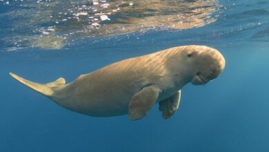 Dugong dilemma: Thailand’s gentle sea giants face extinction risk