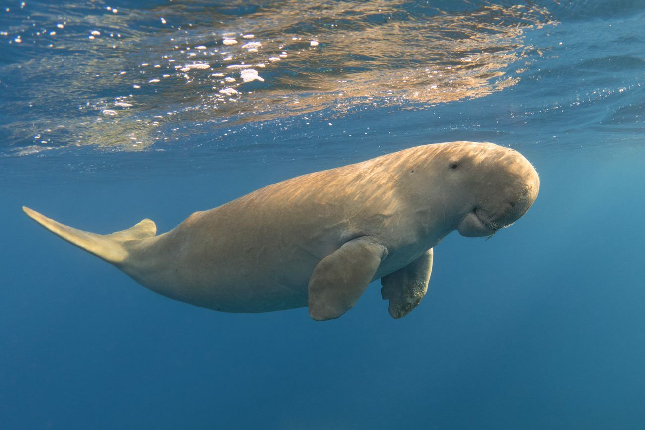 Dugong dilemma: Thailand’s gentle sea giants face extinction risk