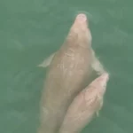 Phuket takes action to protect migrating dugongs near Rawai Beach | Thaiger