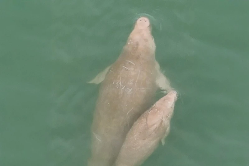 Phuket takes action to protect migrating dugongs near Rawai Beach