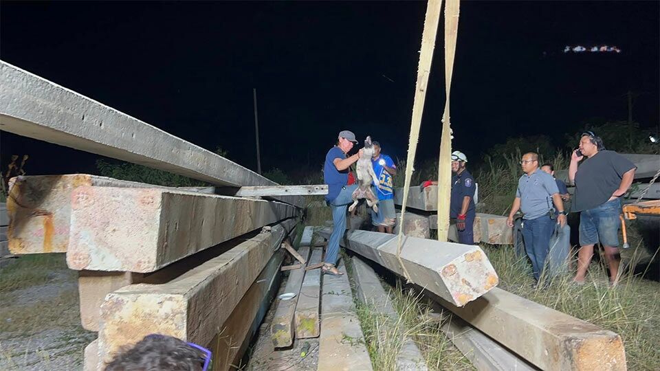 Paws for effect: Gripping rescue saves dog in East Pattaya | News by Thaiger