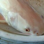 Rare albino fish caught in Satun canal sparks ethical debate | Thaiger