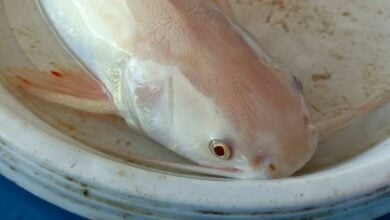 Rare albino fish caught in Satun canal sparks ethical debate