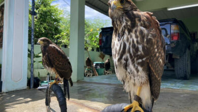 Hawk theft stumps owner as police stall over 10,000 baht fee