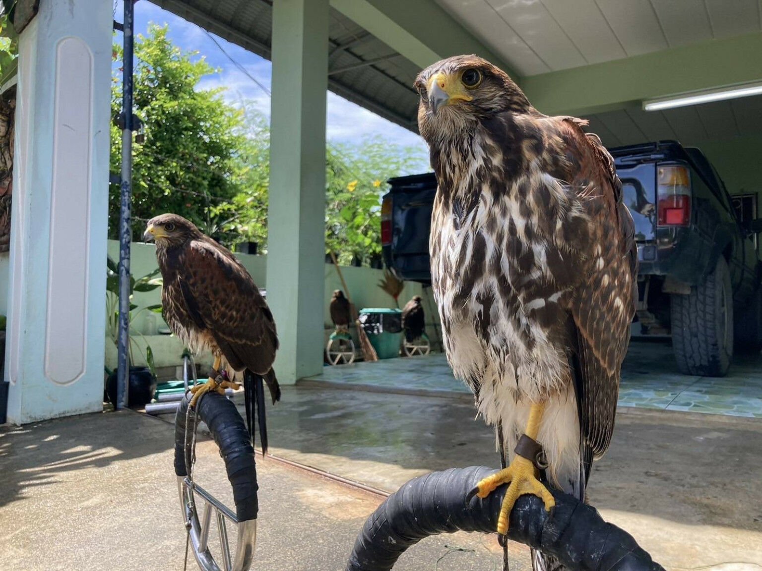 Hawk theft stumps owner as police stall over 10,000 baht fee