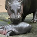 Plans in the works to increase hippo population in Thailand | Thaiger