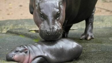 Plans in the works to increase hippo population in Thailand