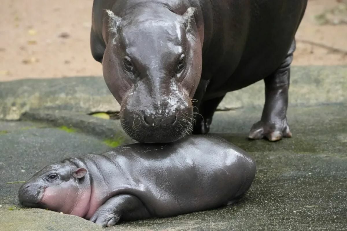 Plans in the works to increase hippo population in Thailand