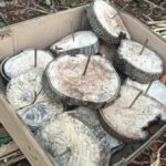 Dangerous elephant traps found in Khao Yai National Park | Thaiger