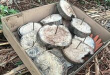 Dangerous elephant traps found in Khao Yai National Park