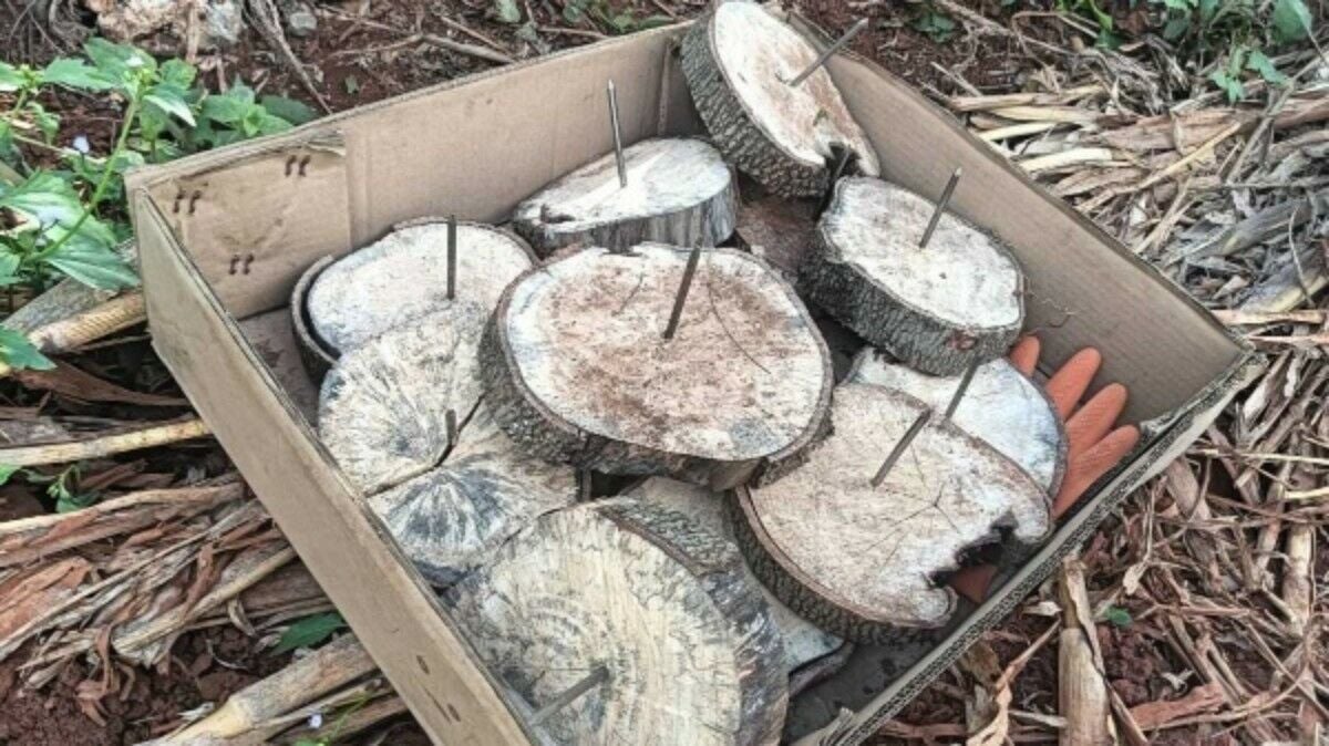 Dangerous elephant traps found in Khao Yai National Park