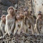 Monkeys escape enclosure, invade Lop Buri cop shop (video) | Thaiger