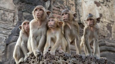 Monkeys escape enclosure, invade Lop Buri cop shop (video)