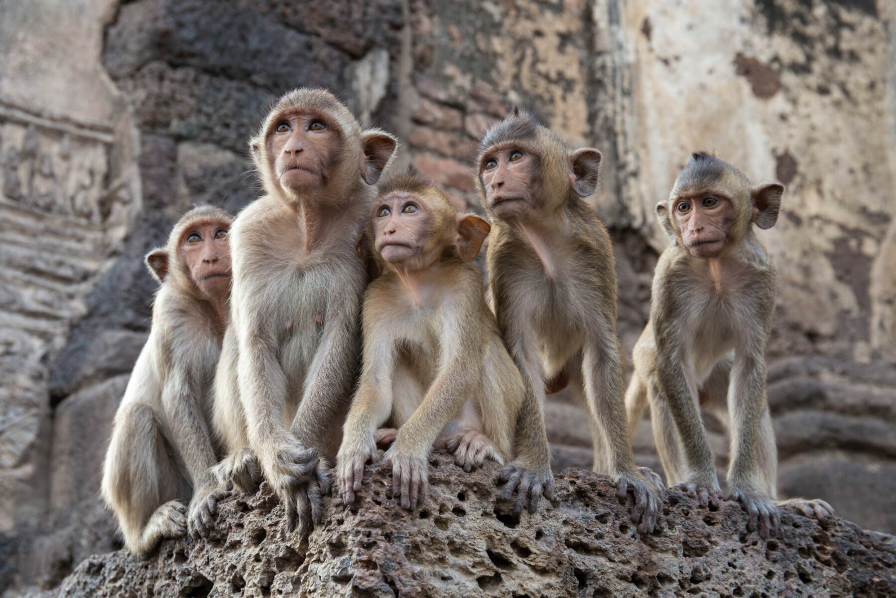 Monkeys escape enclosure, invade Lop Buri cop shop (video)