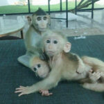 Frenchman faces legal action for unlawful macaque possession in Bangkok | Thaiger