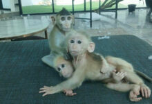 Frenchman faces legal action for unlawful macaque possession in Bangkok | Thaiger