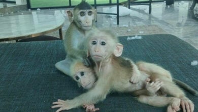 Frenchman faces legal action for unlawful macaque possession in Bangkok