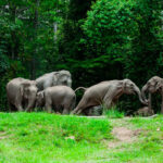 Jumbo joyride: Tourists swarm Khao Yai for elephant encounters | Thaiger