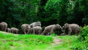 Jumbo joyride: Tourists swarm Khao Yai for elephant encounters