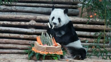 Thailand set to welcome two new pandas from China by 2027