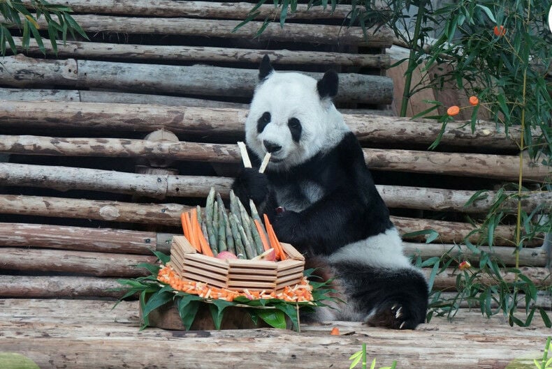 Thailand set to welcome two new pandas from China by 2027