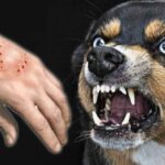 Bangkok issues rabies alert after infected animals found | Thaiger