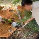 Chon Buri bone of contention: Mystery skulls spark alarm | Thaiger