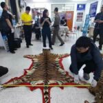Police raid tiger trafficking ring in Nonthaburi | Thaiger