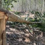 Trunk trouble: Rampaging elephants stampede through Thai village | Thaiger