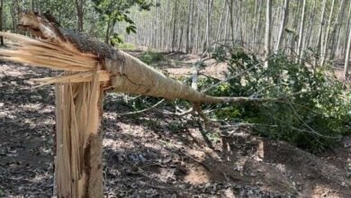 Trunk trouble: Rampaging elephants stampede through Thai village