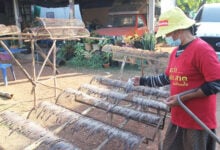 Worming  success: Thailand village cashes in on earthworm empire