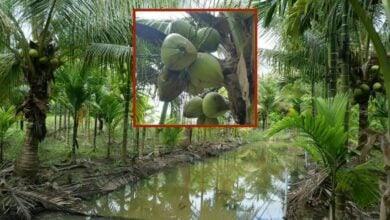 Coconut prices crack open a fortune for farmers in Trang